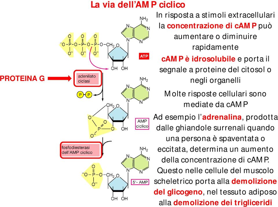 adrenalina, prodotta dalle ghiandole surrenali quando una persona è spaventata o eccitata, determina un aumento della concentrazione di