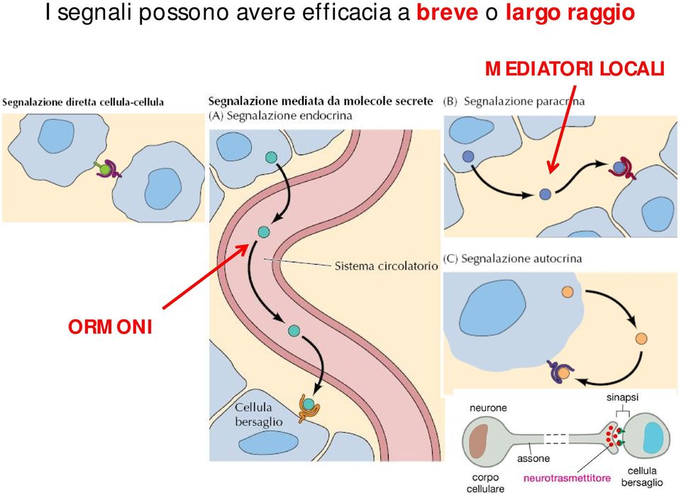 breve o largo