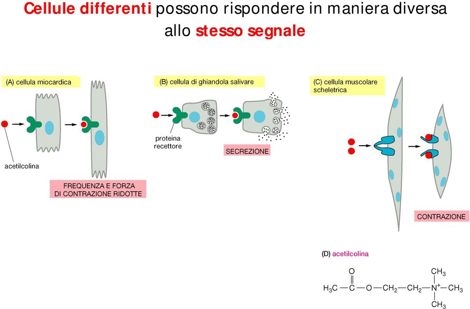 in maniera diversa