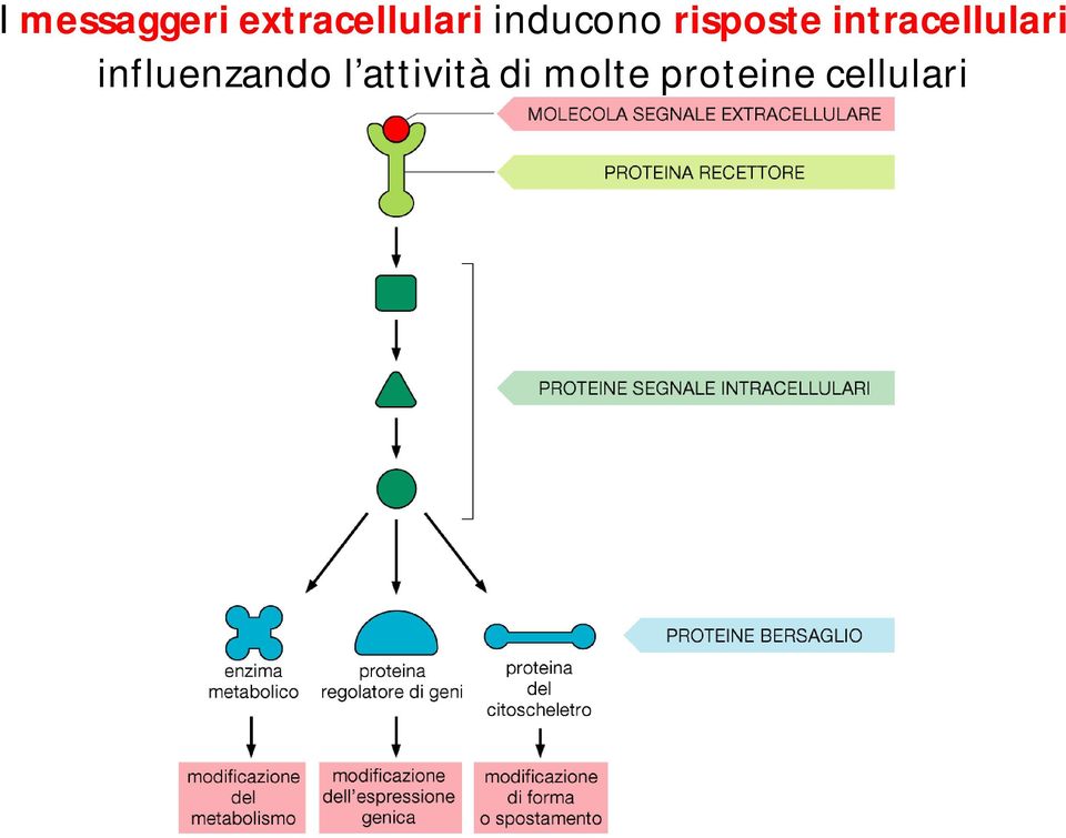 intracellulari influenzando