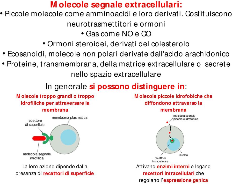 Proteine, transmembrana, della matrice extracellulare o secrete nello spazio extracellulare In generale si possono distinguere in: Molecole troppo grandi o troppo