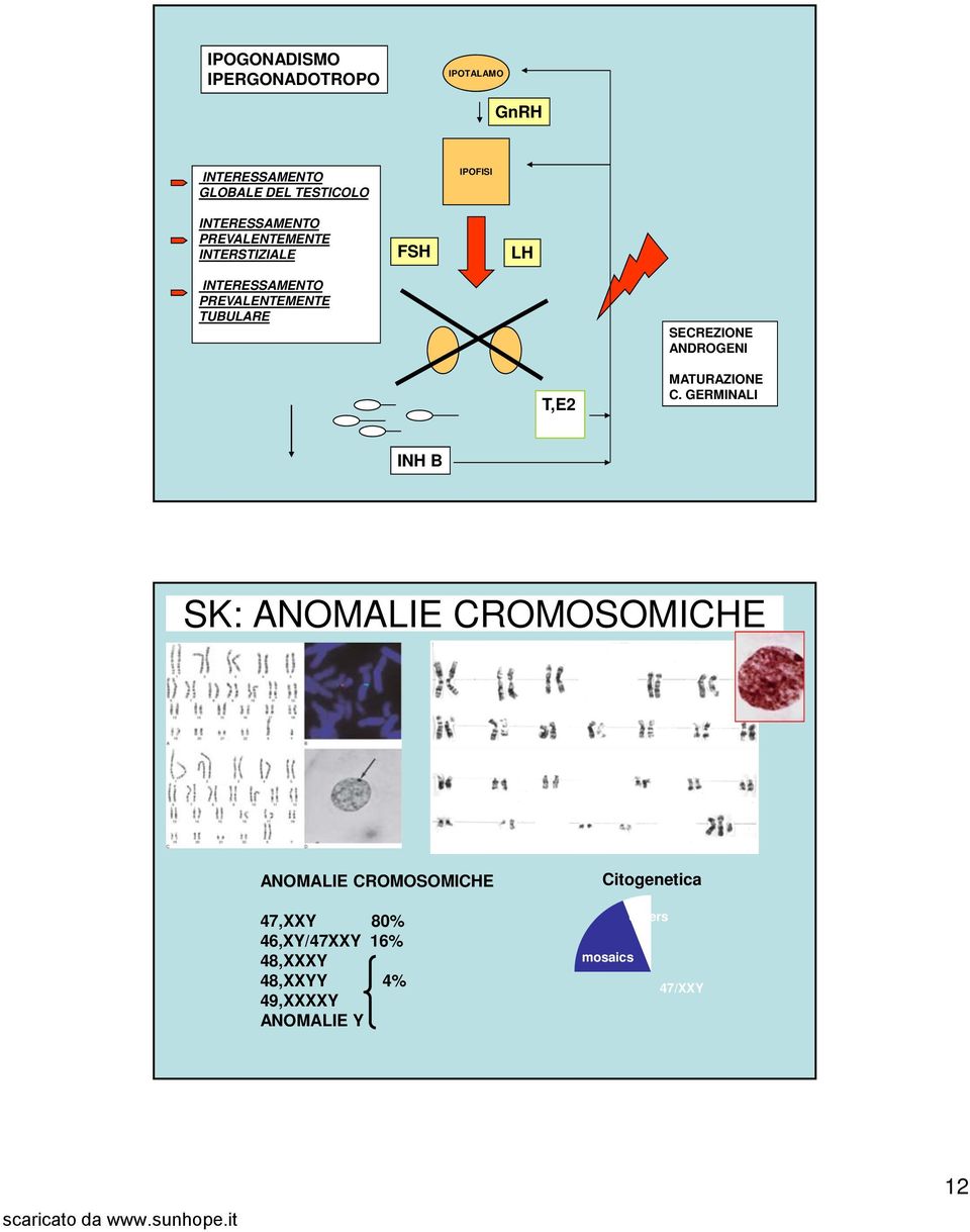 SECREZIONE ANDROGENI T,E2 MATURAZIONE C.