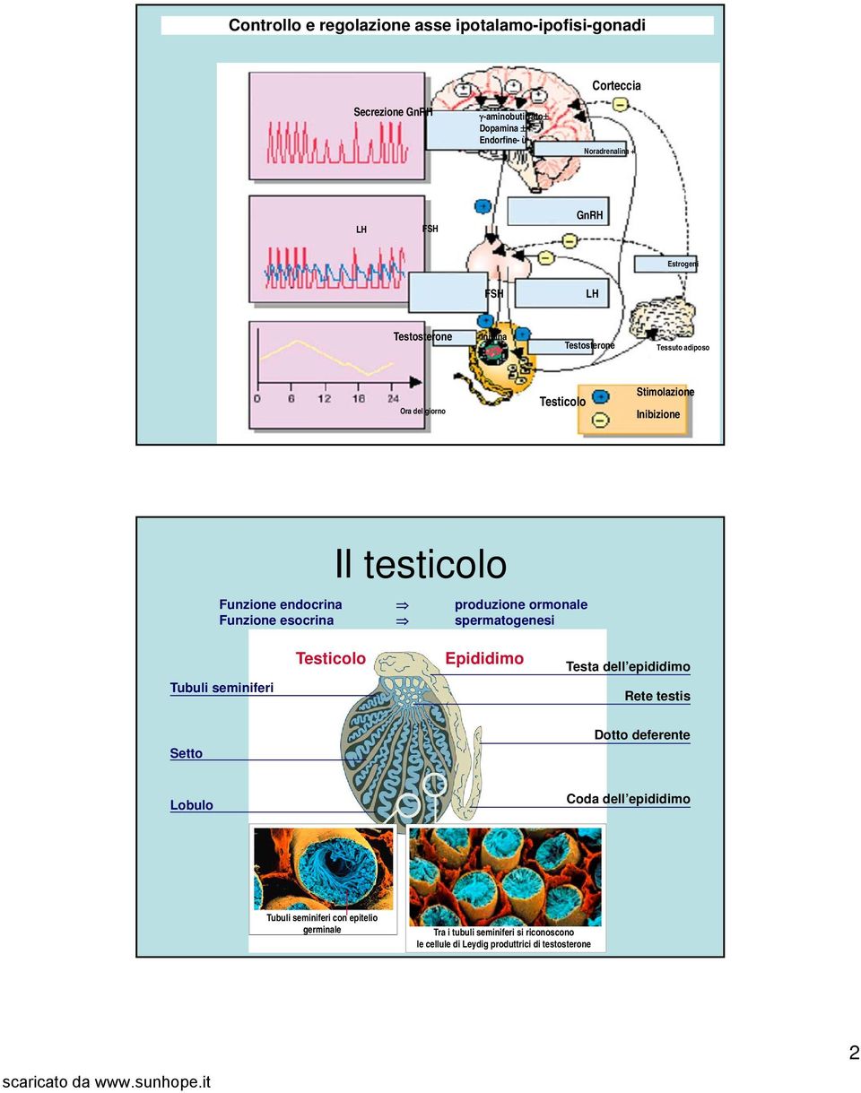 produzione ormonale Funzione esocrina spermatogenesi Tubuli seminiferi Testicolo Epididimo Testa dell epididimo Rete testis Setto Dotto deferente