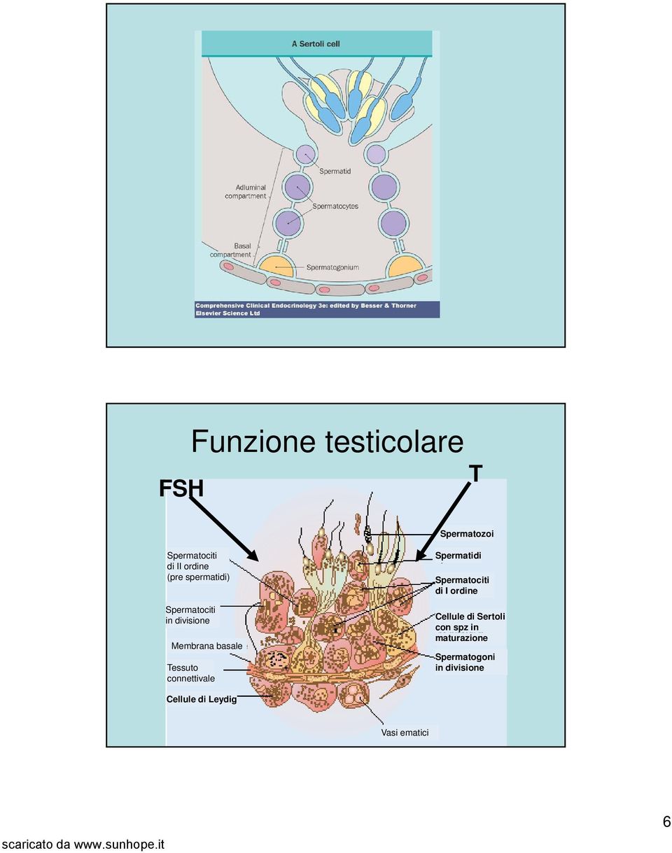 connettivale Spermatidi Spermatociti di I ordine Cellule di Sertoli