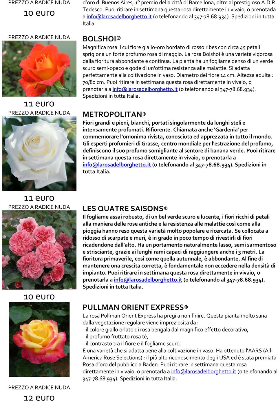 di maggio. La rosa Bolshoi è una varietà vigorosa dalla fioritura abbondante e continua. La pianta ha un fogliame denso di un verde scuro semi-opaco e gode di un'ottima resistenza alle malattie.