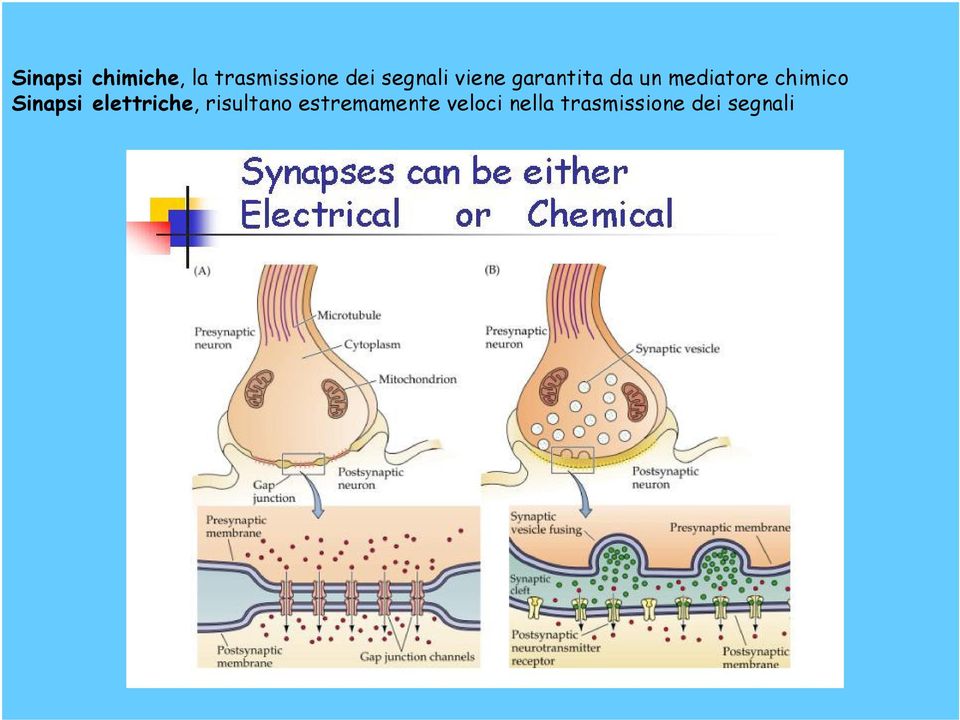 chimico Sinapsi elettriche, risultano