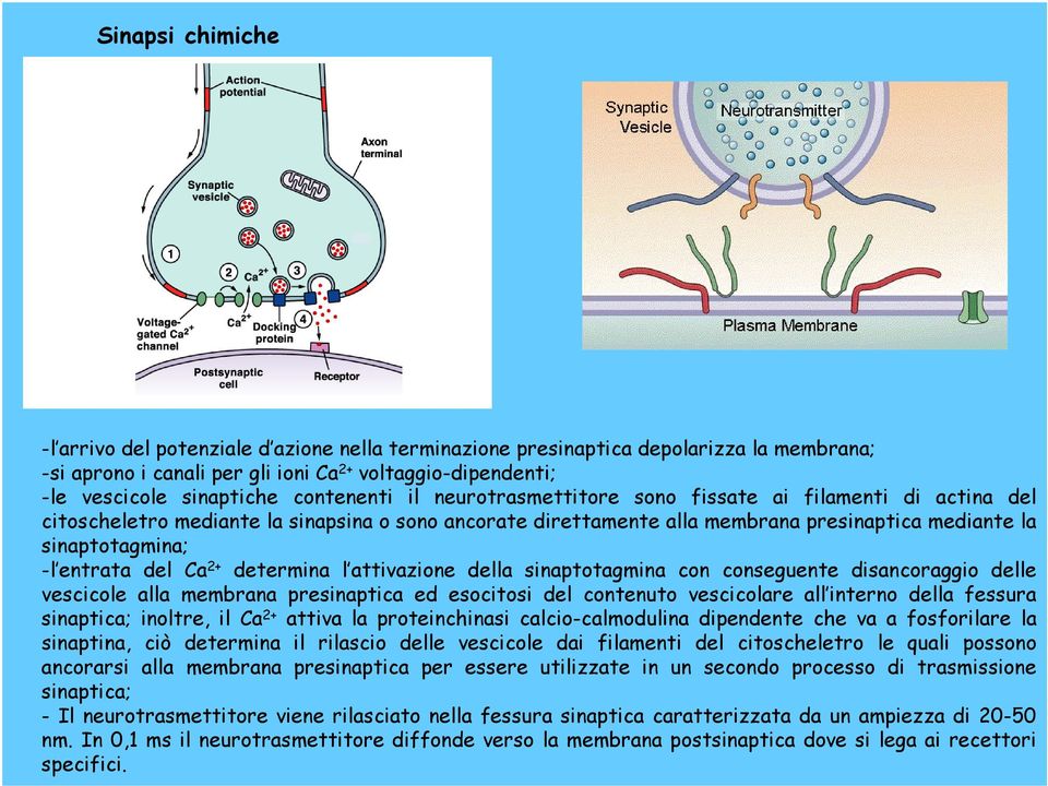 entrata del Ca 2+ determina l attivazione della sinaptotagmina con conseguente disancoraggio delle vescicole alla membrana presinaptica ed esocitosi del contenuto vescicolare all interno della