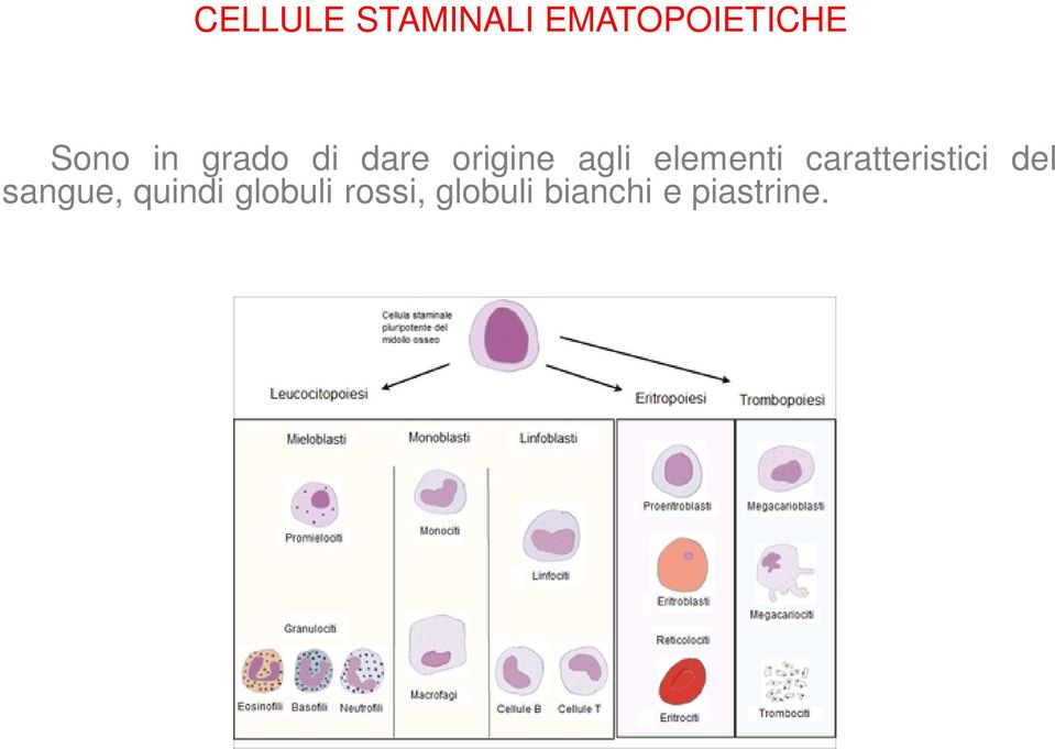 caratteristici del sangue, quindi