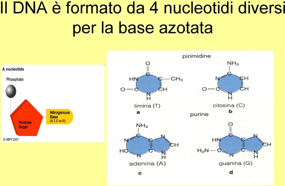 nucleotidi