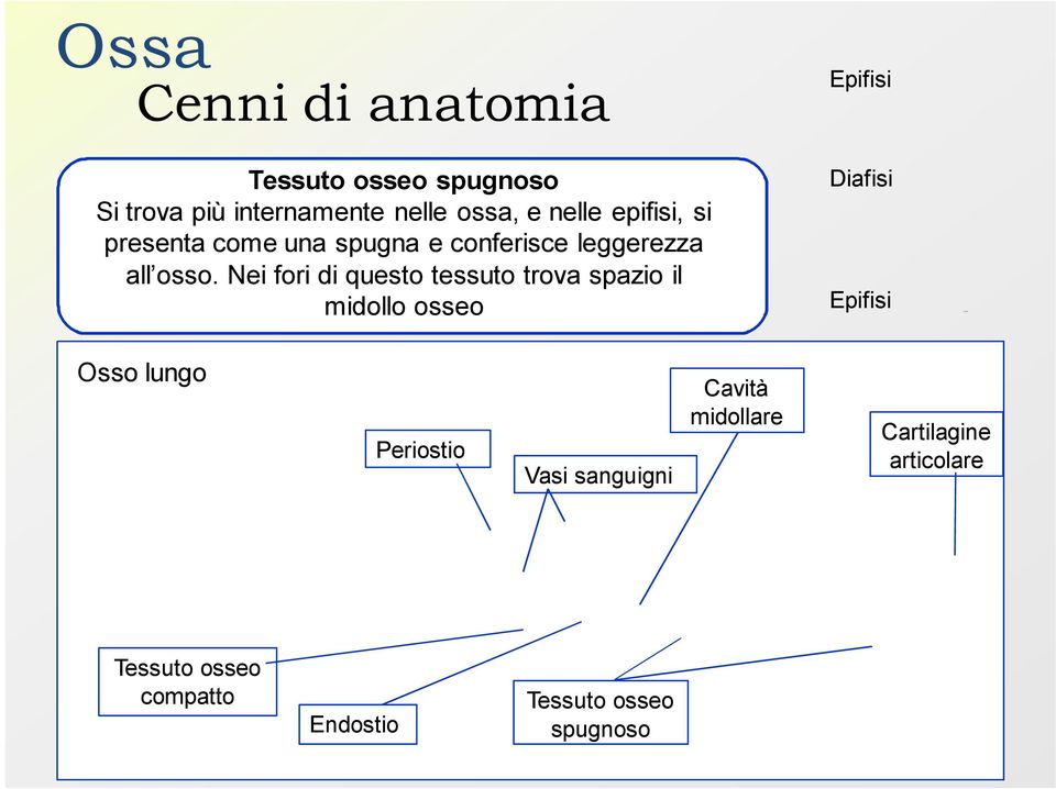 Nei fori di questo tessuto trova spazio il midollo osseo Epifisi Diafisi Epifisi Osso lungo