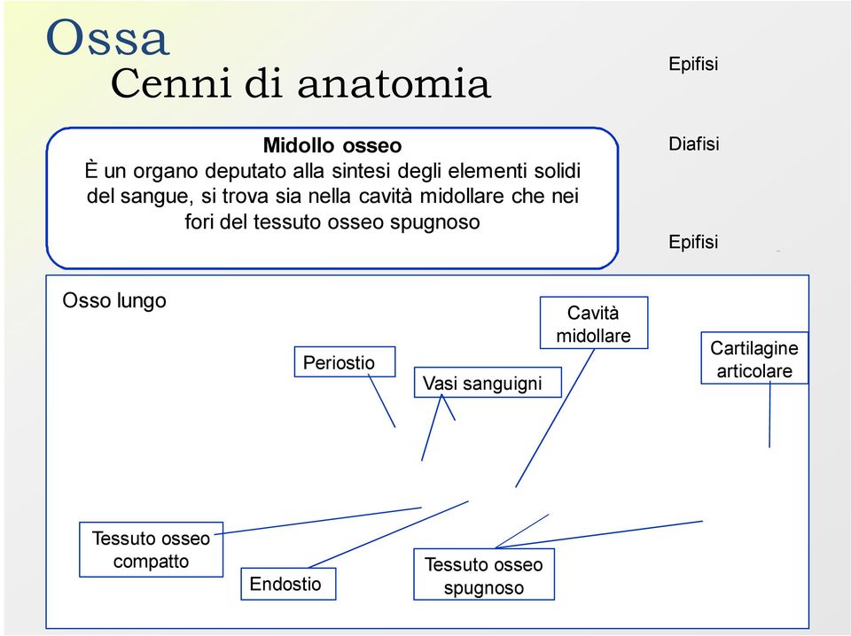 tessuto osseo spugnoso Epifisi Diafisi Epifisi Osso lungo Periostio Vasi sanguigni