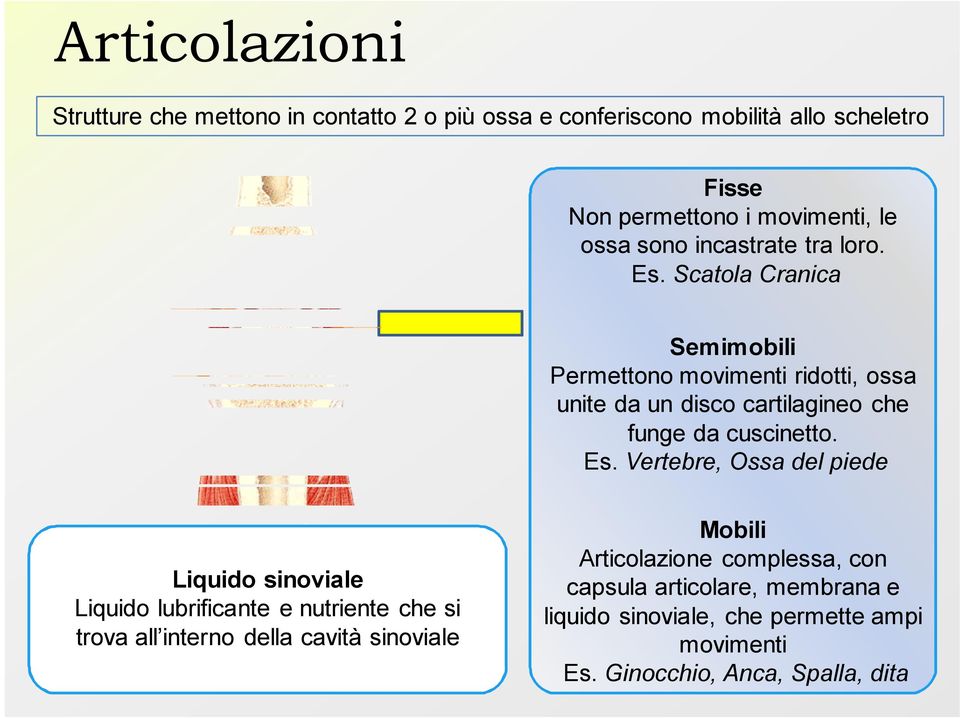 Scatola Cranica Semimobili Permettono movimenti ridotti, ossa unite da un disco cartilagineo che funge da cuscinetto. Es.