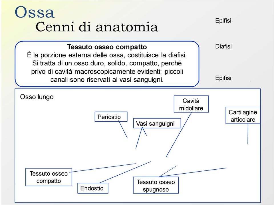 Si tratta di un osso duro, solido, compatto, perché privo di cavità macroscopicamente evidenti;