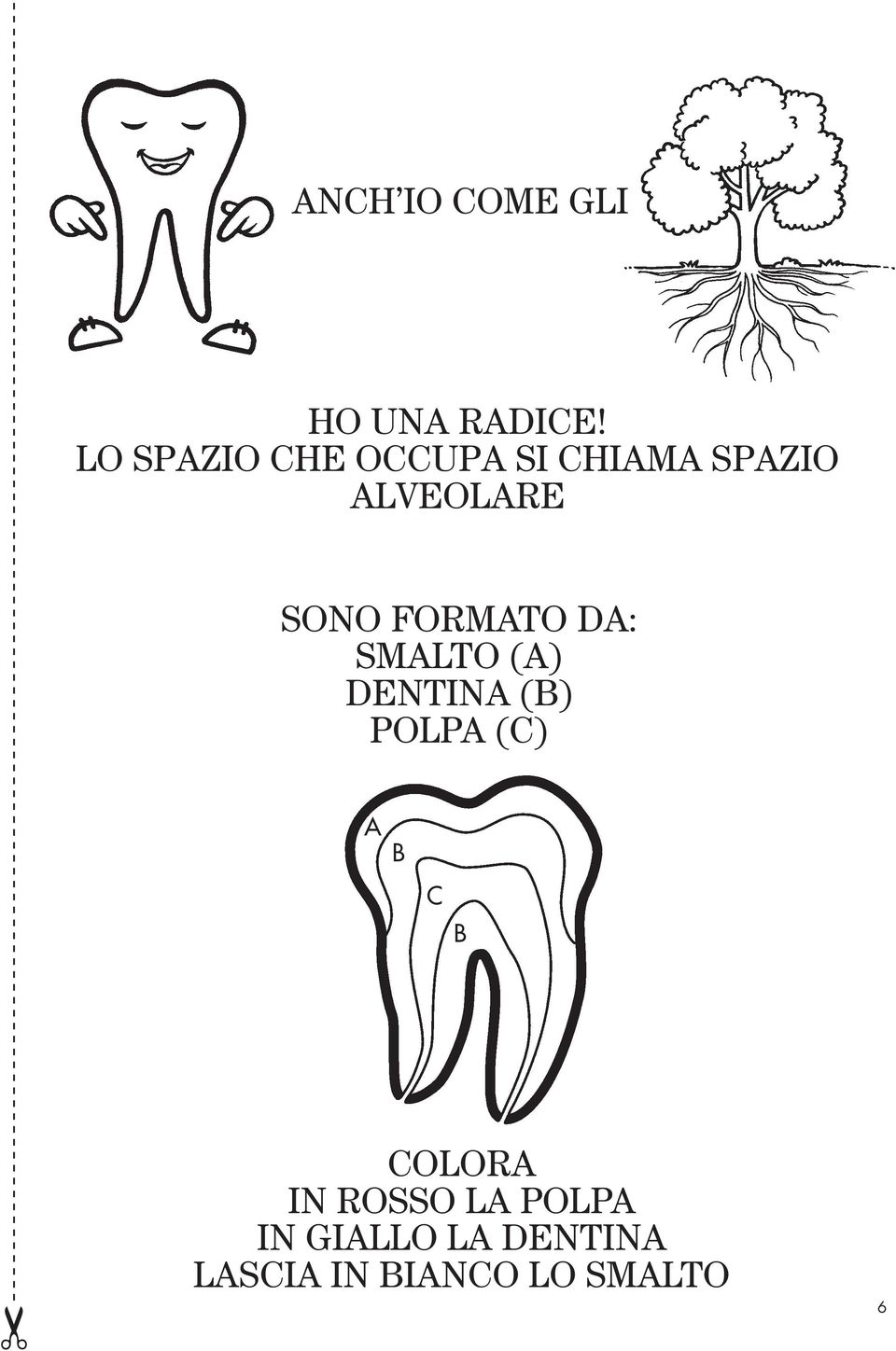 FORMATO DA: SMALTO (A) DENTINA (B) POLPA (C) A B C B