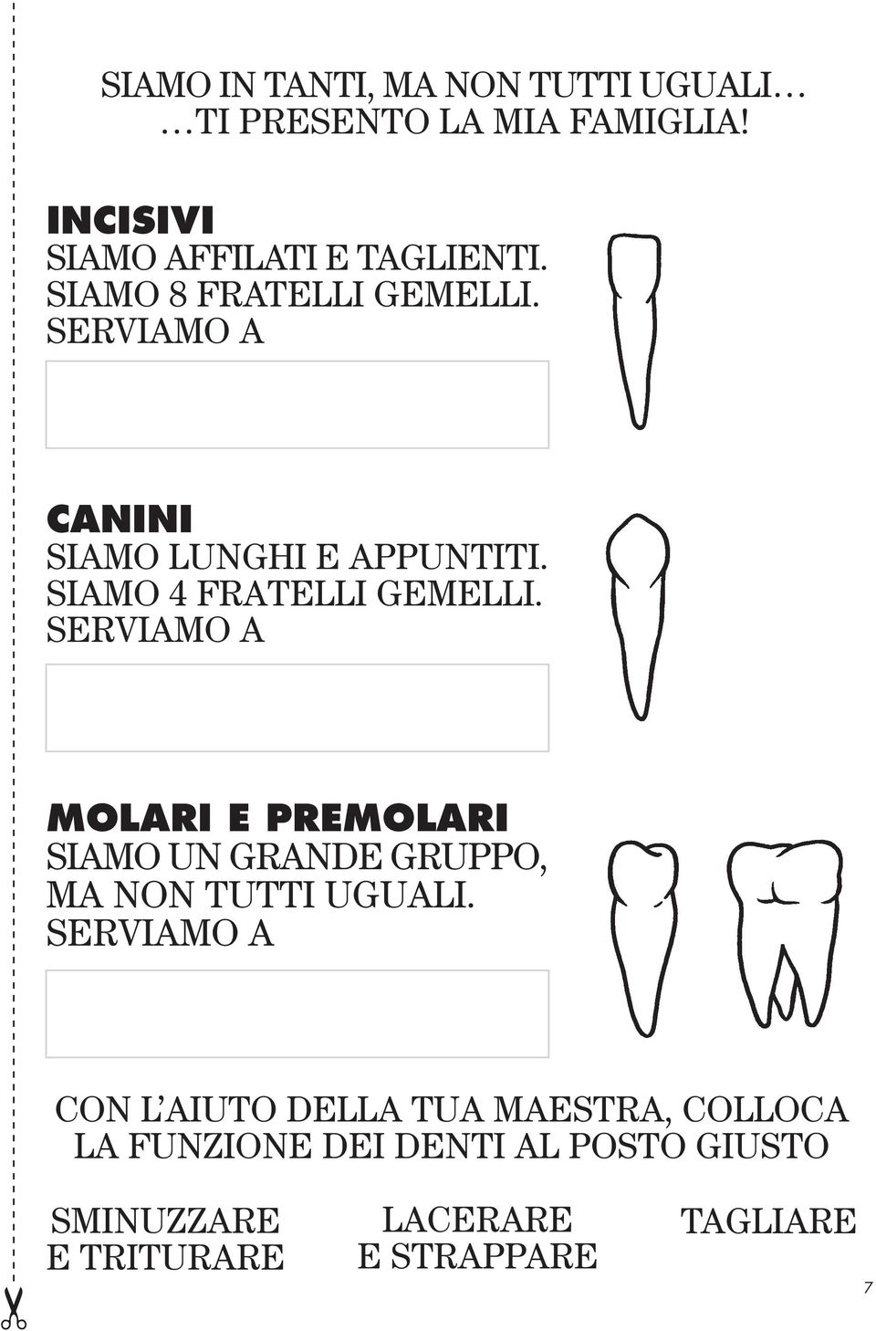 SERVIAMO A MOLARI E PREMOLARI SIAMO UN GRANDE GRUPPO, MA NON TUTTI UGUALI.