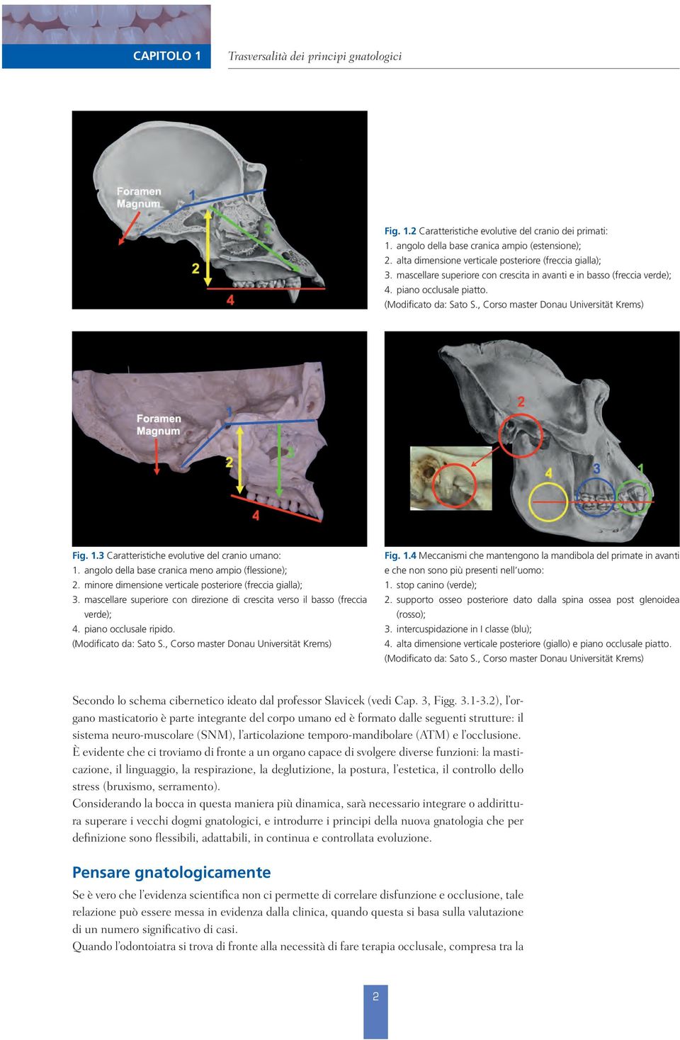 , Corso master Donau Universität Krems) Fig. 1.3 Caratteristiche evolutive del cranio umano: 1. angolo della base cranica meno ampio (flessione); 2.