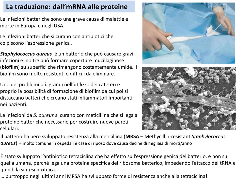 Staphylococcus aureus è un batterio che può causare gravi infezioni e inoltre può formare coperture mucillaginose (biofilm) su superfici che rimangono costantemente umide.