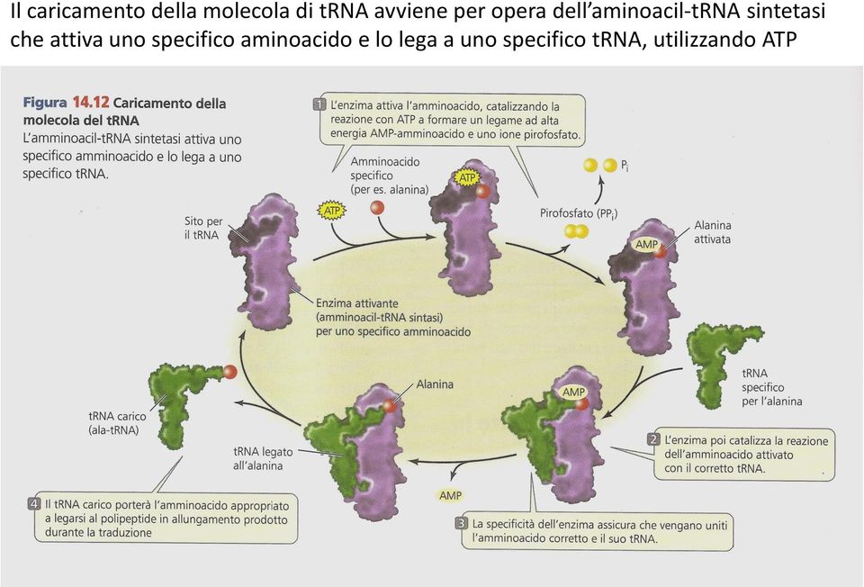 sintetasi che attiva uno specifico