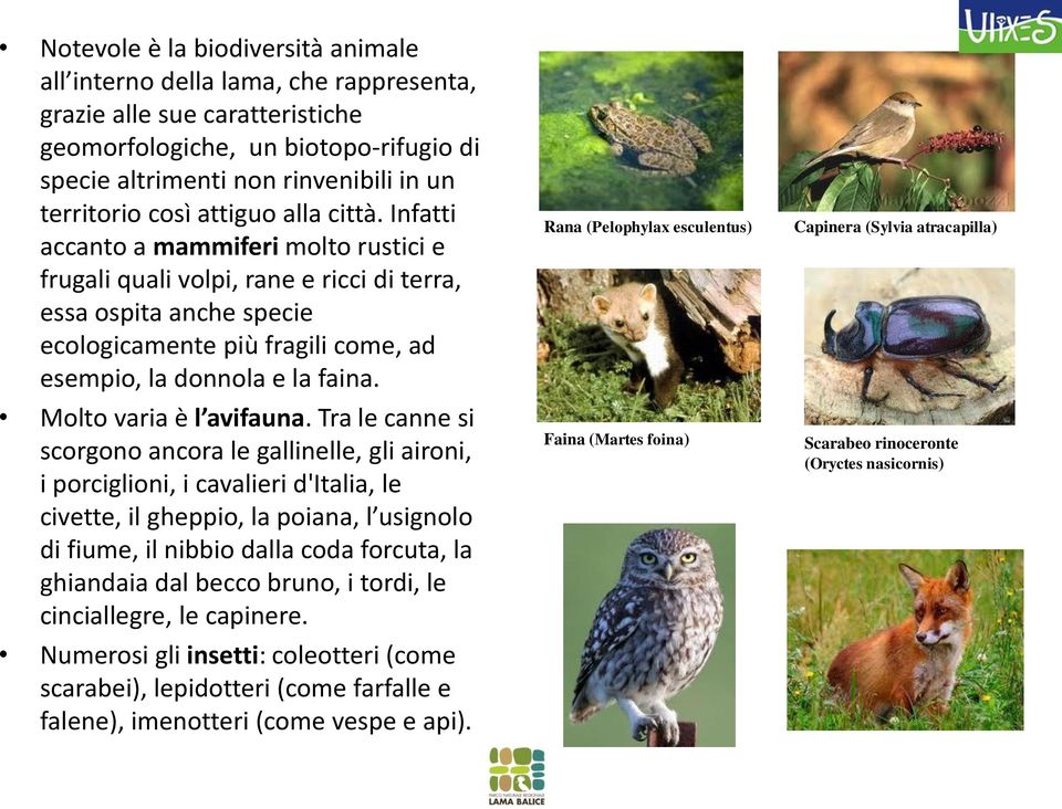 Infatti accanto a mammiferi molto rustici e frugali quali volpi, rane e ricci di terra, essa ospita anche specie ecologicamente più fragili come, ad esempio, la donnola e la faina.