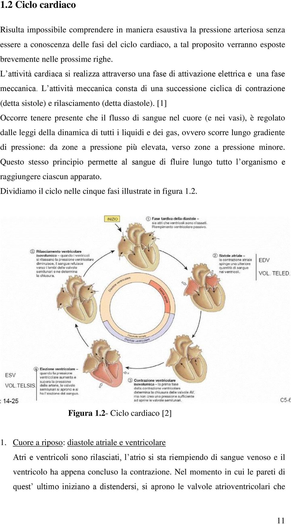 L attività meccanica consta di una successione ciclica di contrazione (detta sistole) e rilasciamento (detta diastole).