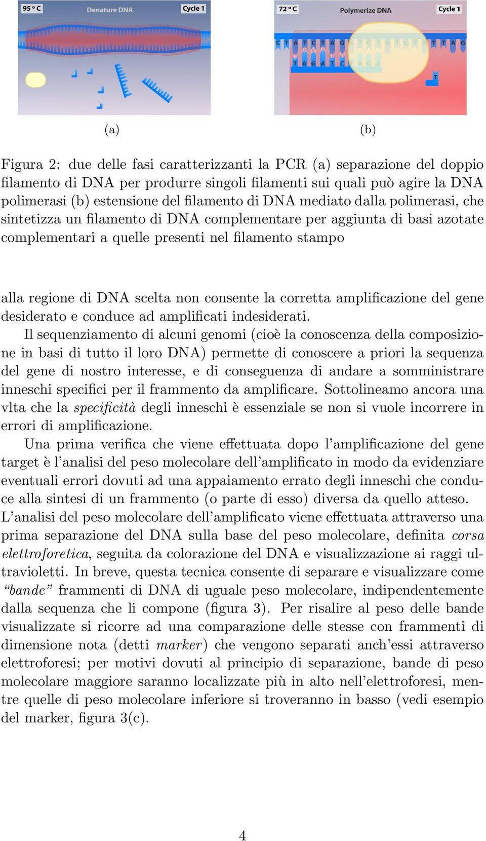 consente la corretta amplificazione del gene desiderato e conduce ad amplificati indesiderati.