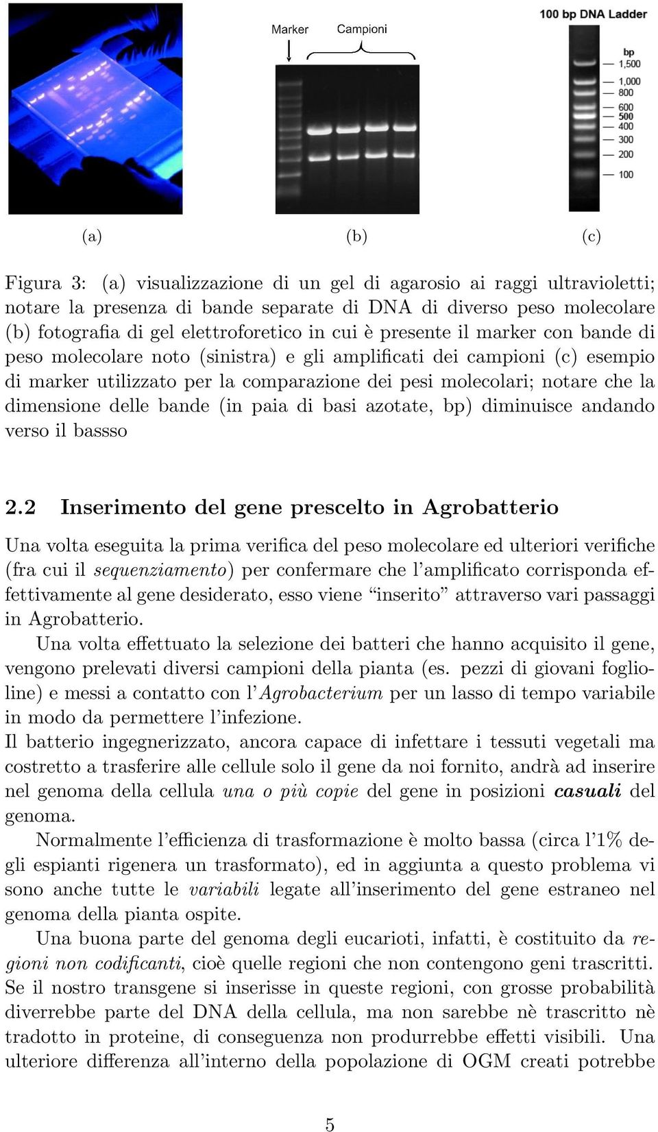 delle bande (in paia di basi azotate, bp) diminuisce andando verso il bassso 2.