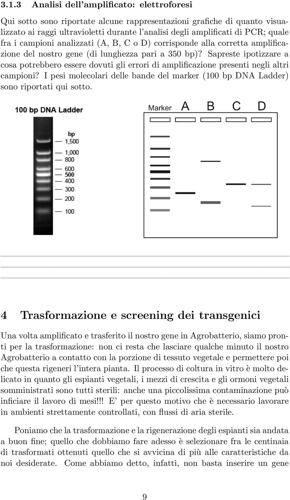 Sapreste ipotizzare a cosa potrebbero essere dovuti gli errori di amplificazione presenti negli altri campioni? I pesi molecolari delle bande del marker (100 bp DNA Ladder) sono riportati qui sotto.