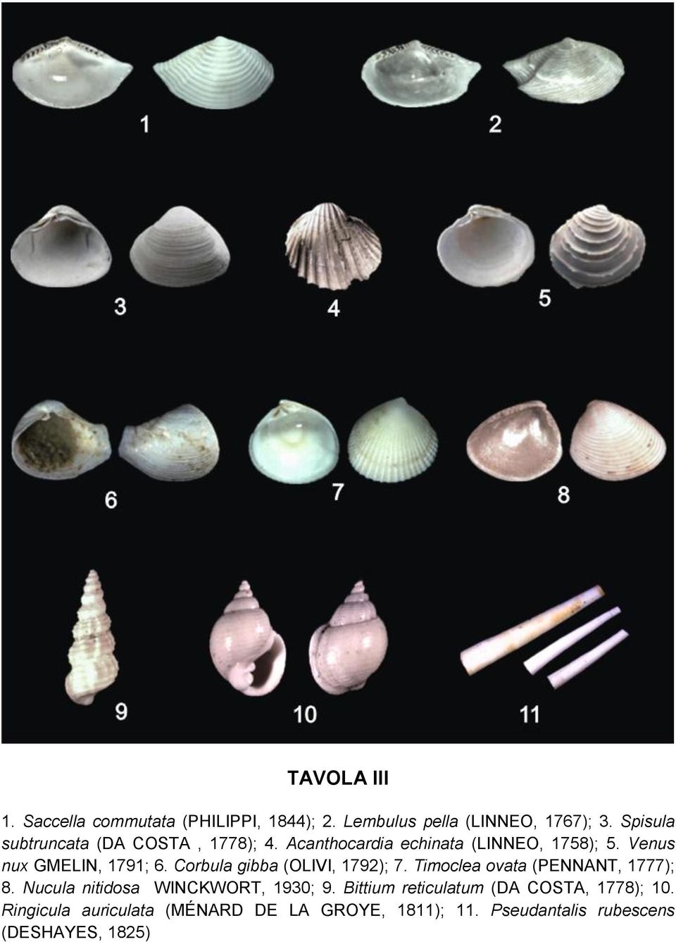 Corbula gibba (OLIVI, 1792); 7. Timoclea ovata (PENNANT, 1777); 8. Nucula nitidosa WINCKWORT, 1930; 9.