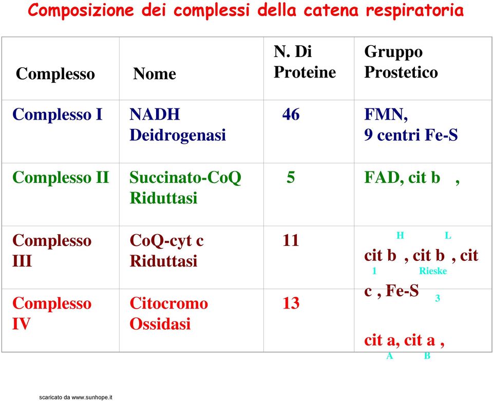 Succinato-CoQ Riduttasi 46 FMN, 9 centri Fe-S 5 FAD, cit b, Complesso III Complesso