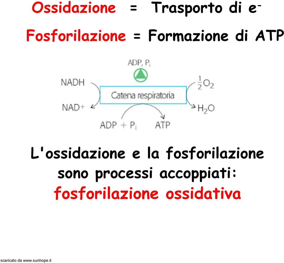 L'ossidazione e la fosforilazione