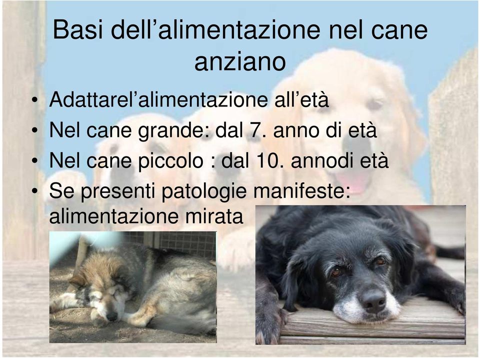 dal 7. anno di età Nel cane piccolo : dal 10.