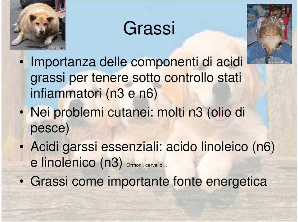 n3 (olio di pesce) Acidi garssi essenziali: acido linoleico (n6) e