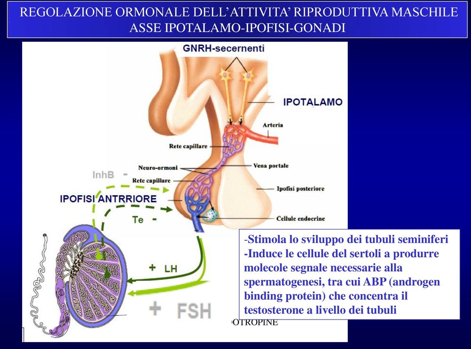 seminiferi -Induce le cellule del sertoli a produrre molecole segnale necessarie