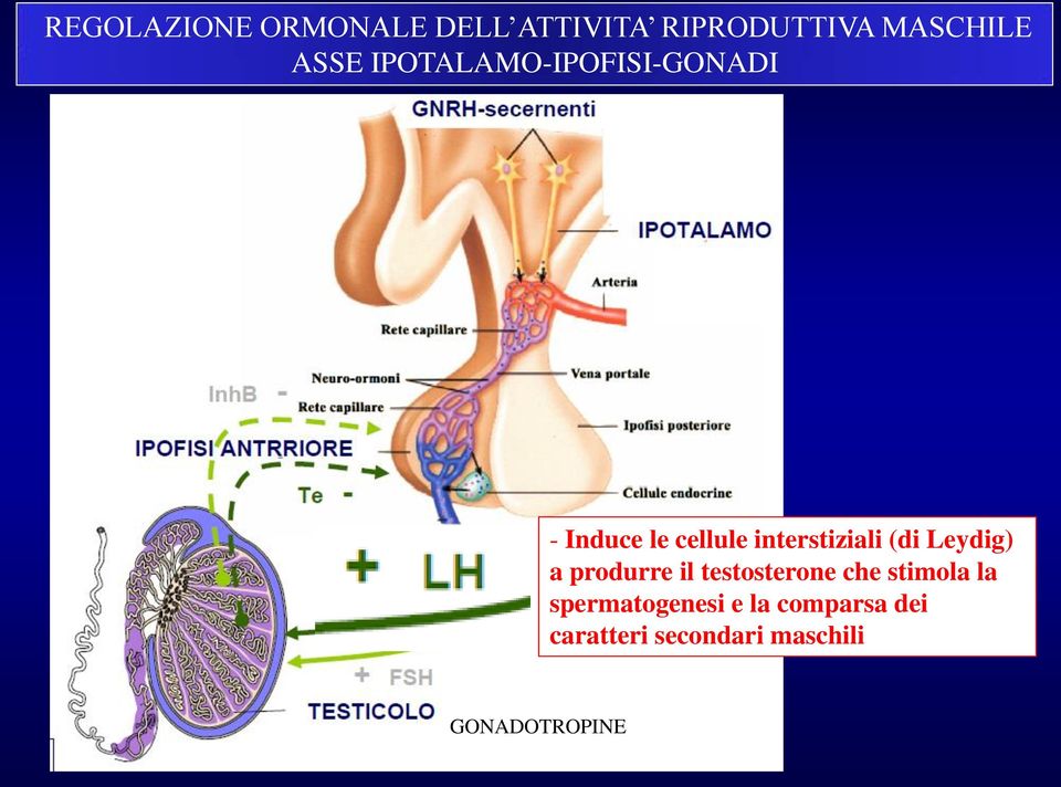 Leydig) a produrre il testosterone che stimola la