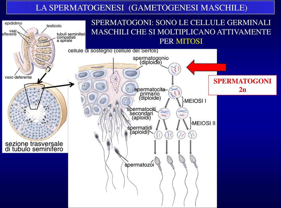 CELLULE GERMINALI MASCHILI CHE SI