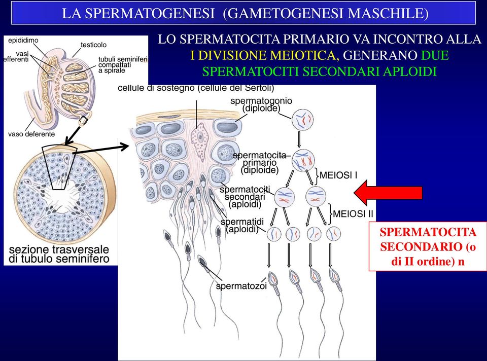 DIVISIONE MEIOTICA, GENERANO DUE SPERMATOCITI