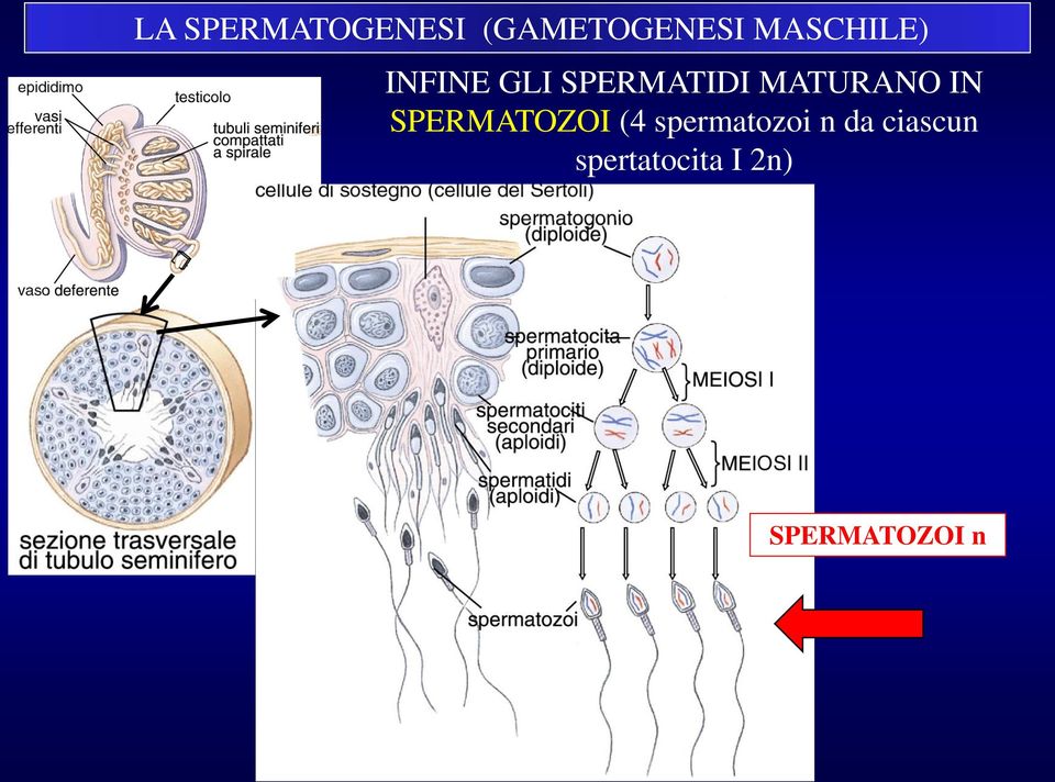 MATURANO IN SPERMATOZOI (4