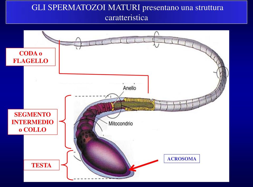 caratteristica CODA o FLAGELLO