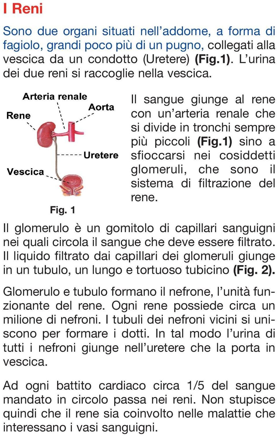 Il glomerulo è un gomitolo di capillari sanguigni nei quali circola il sangue che deve essere filtrato.