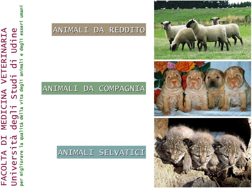 VETERINARIA Università degli Studi di Udine per