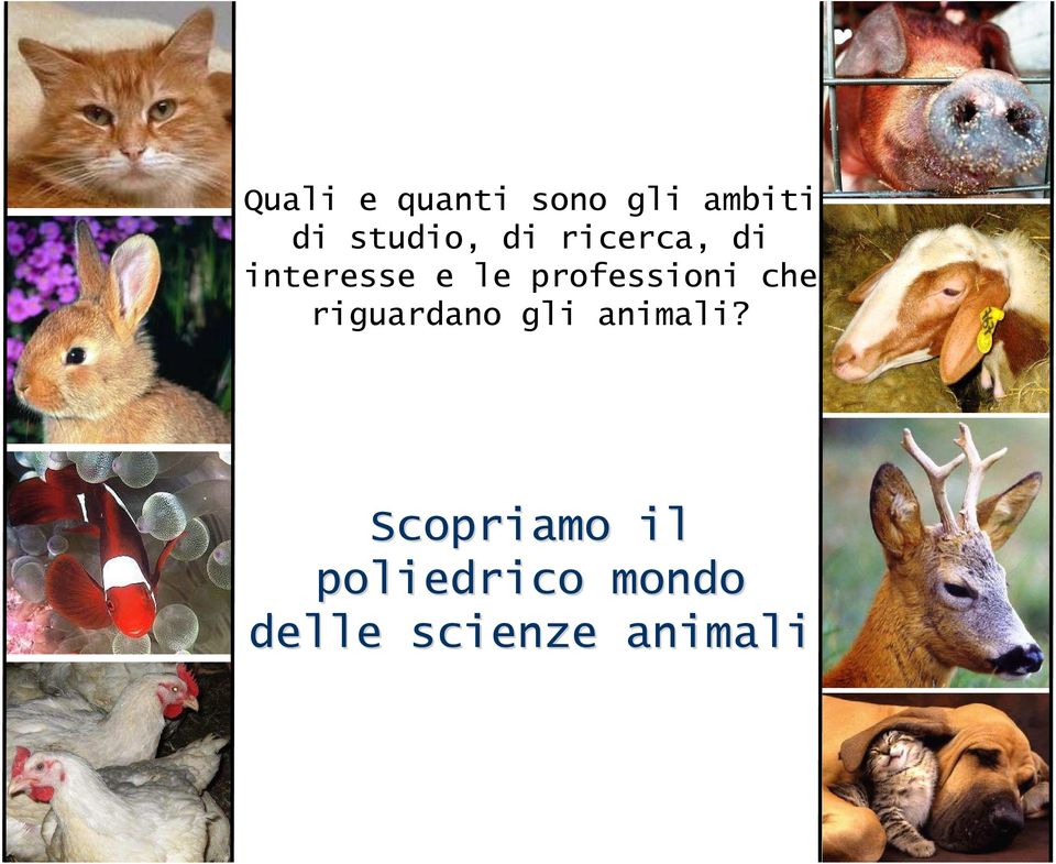 professioni che riguardano gli animali?