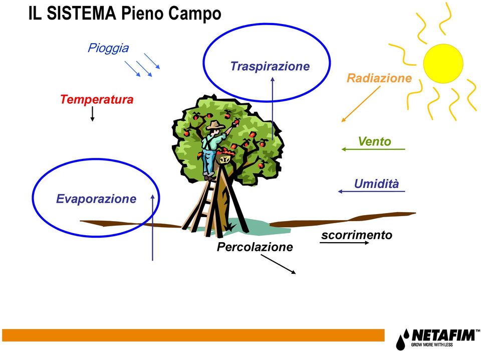 Traspirazione Radiazione