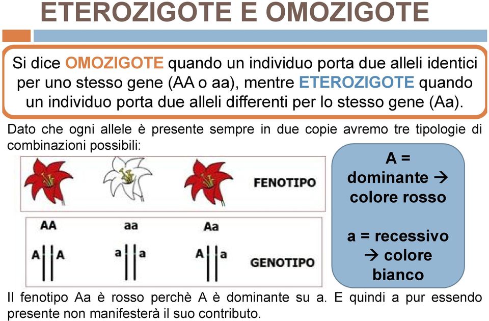 Dato che ogni allele è presente sempre in due copie avremo tre tipologie di combinazioni possibili: A = dominante colore