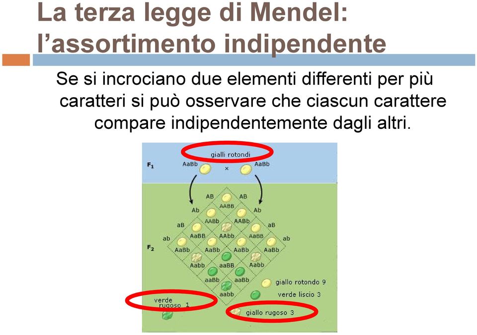 differenti per più caratteri si può osservare