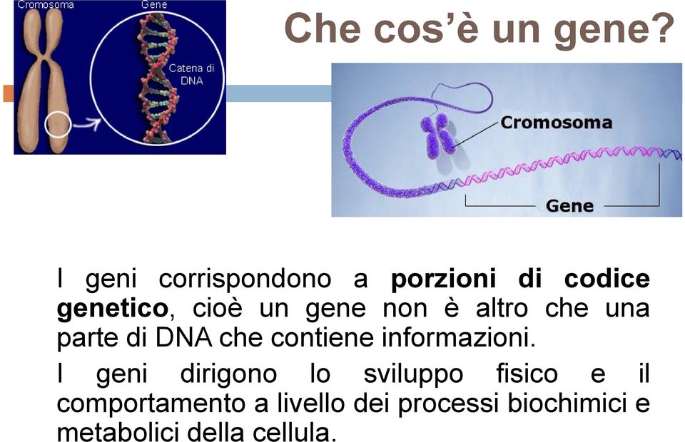 non è altro che una parte di DNA che contiene informazioni.