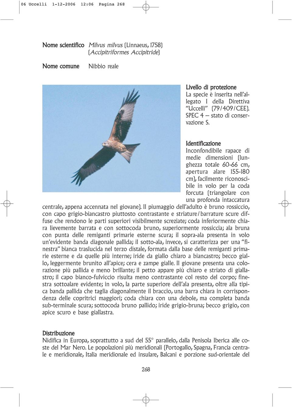 Identificazione Inconfondibile rapace di medie dimensioni (lunghezza totale 60-66 cm, apertura alare 155-180 cm), facilmente riconoscibile in volo per la coda forcuta (triangolare con una profonda