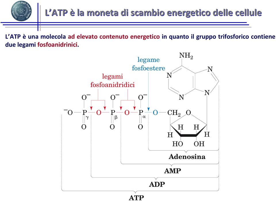 elevato contenuto energetico in quanto il