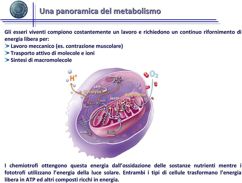 contrazione muscolare) Trasporto attivo di molecole e ioni Sintesi di macromolecole I chemiotrofi ottengono questa energia