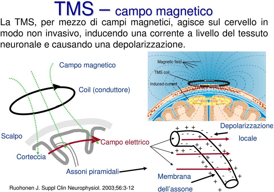 Campo magnetico Coil (conduttore) Scalpo Corteccia Assoni piramidali Campo elettrico Ruohonen J.