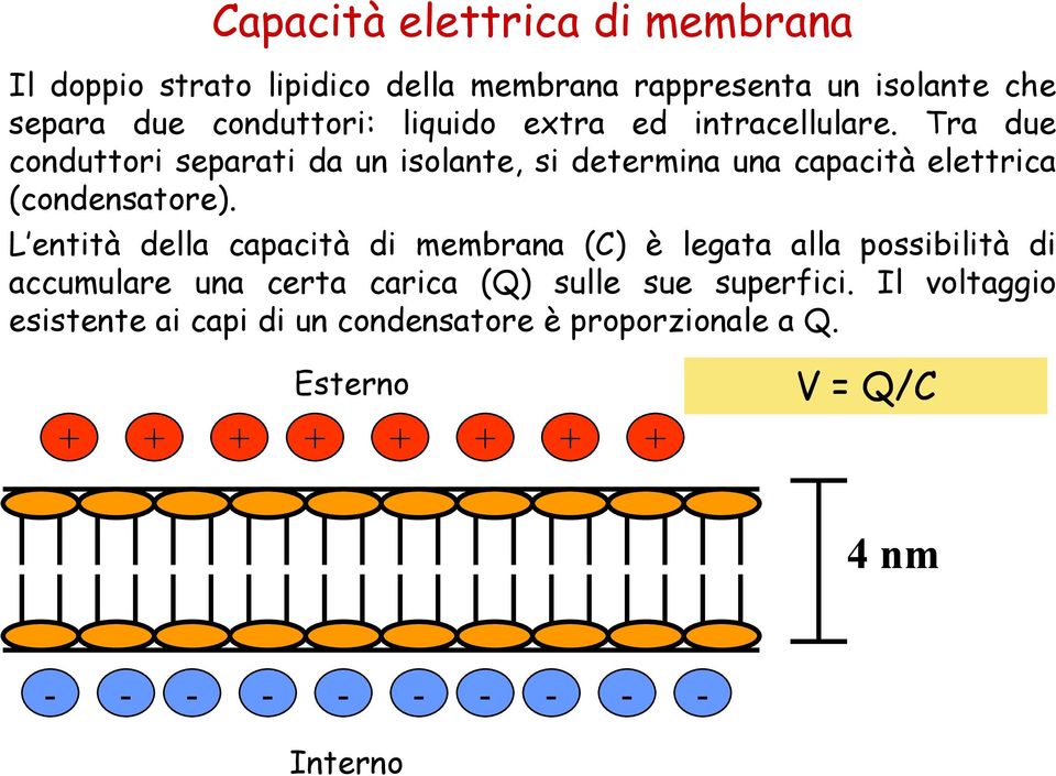 L entità della capacità di membrana (C) è legata alla possibilità di accumulare una certa carica (Q) sulle sue superfici.
